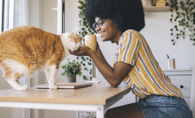 Person sitting at table and petting cat who is standing on table