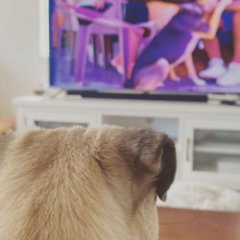 dog watching DOGTV on television